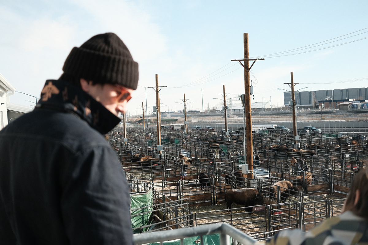 Cannupa Hanska Luger at a buffalo stockyard.