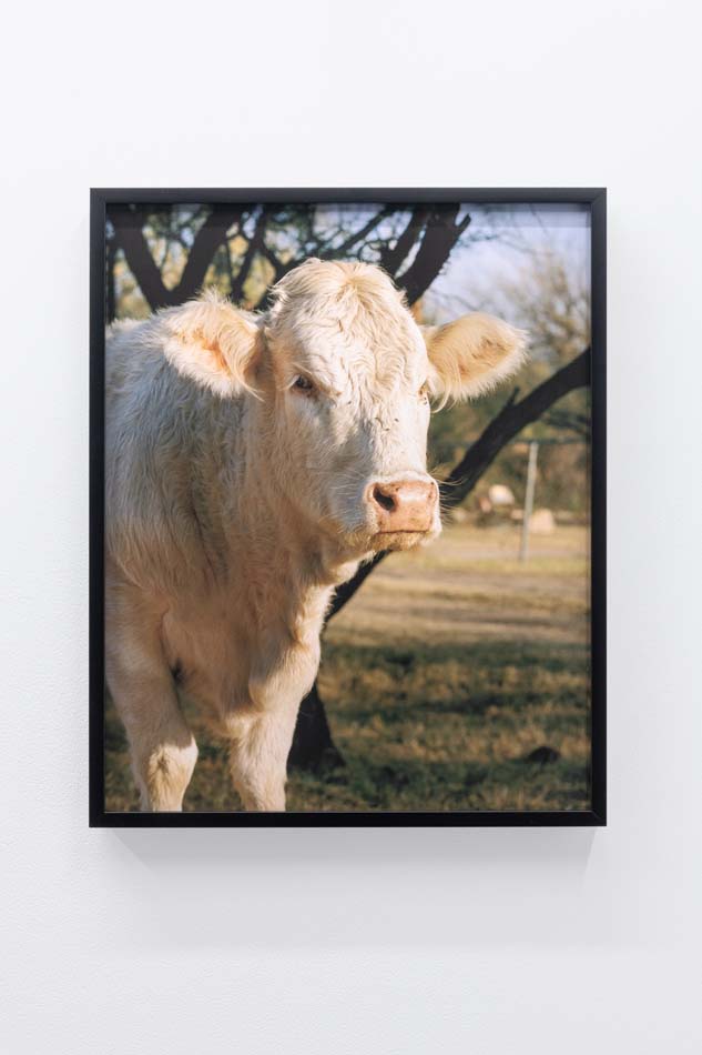 Cassidy Araiza - Cow in Arivaca