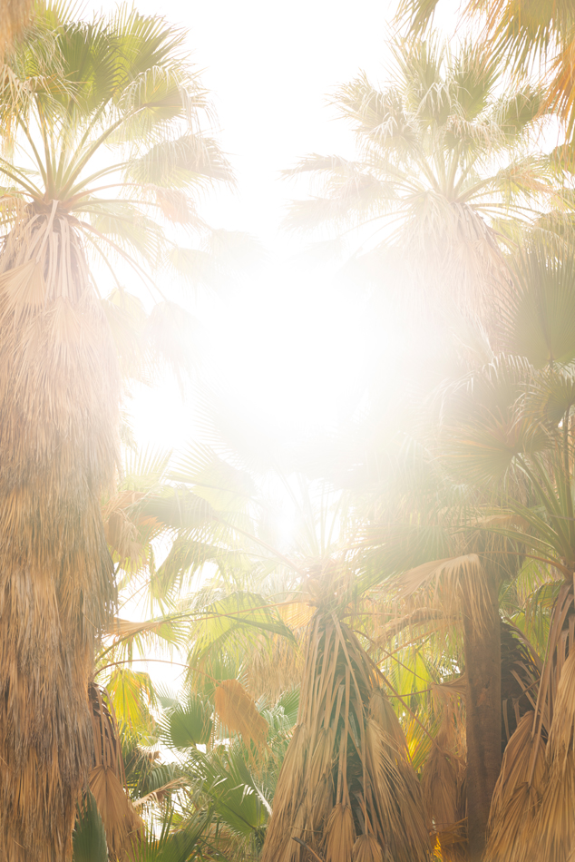 Photograph of palm trees by Marcus Xavier Chormicle.