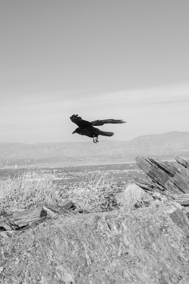 Image of a flying crow by Marcus Xavier Chormicle.
