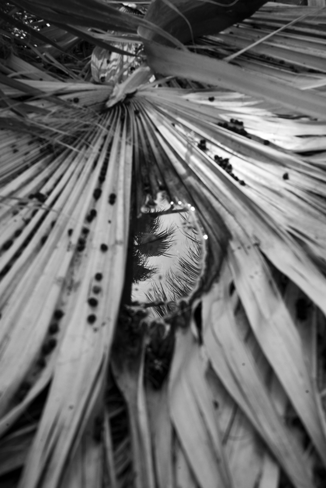 Nature photograph