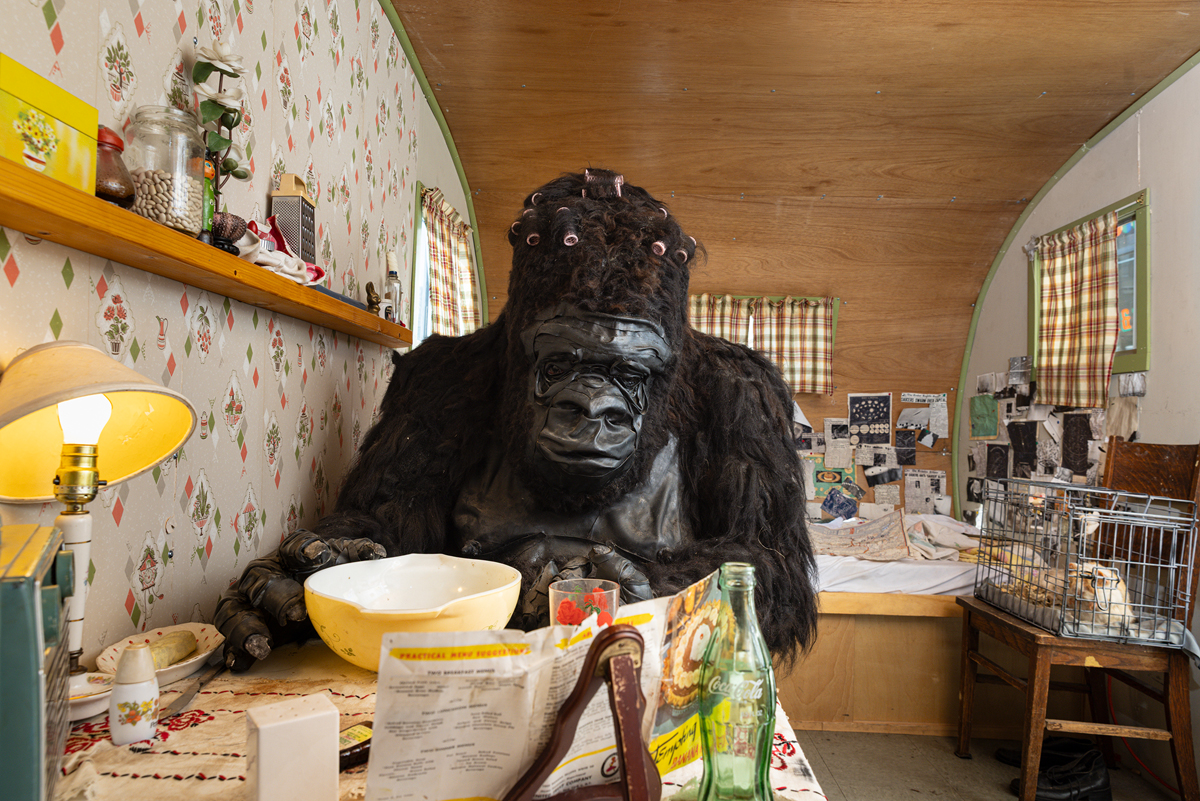 Gorilla sitting at a kitchen table.