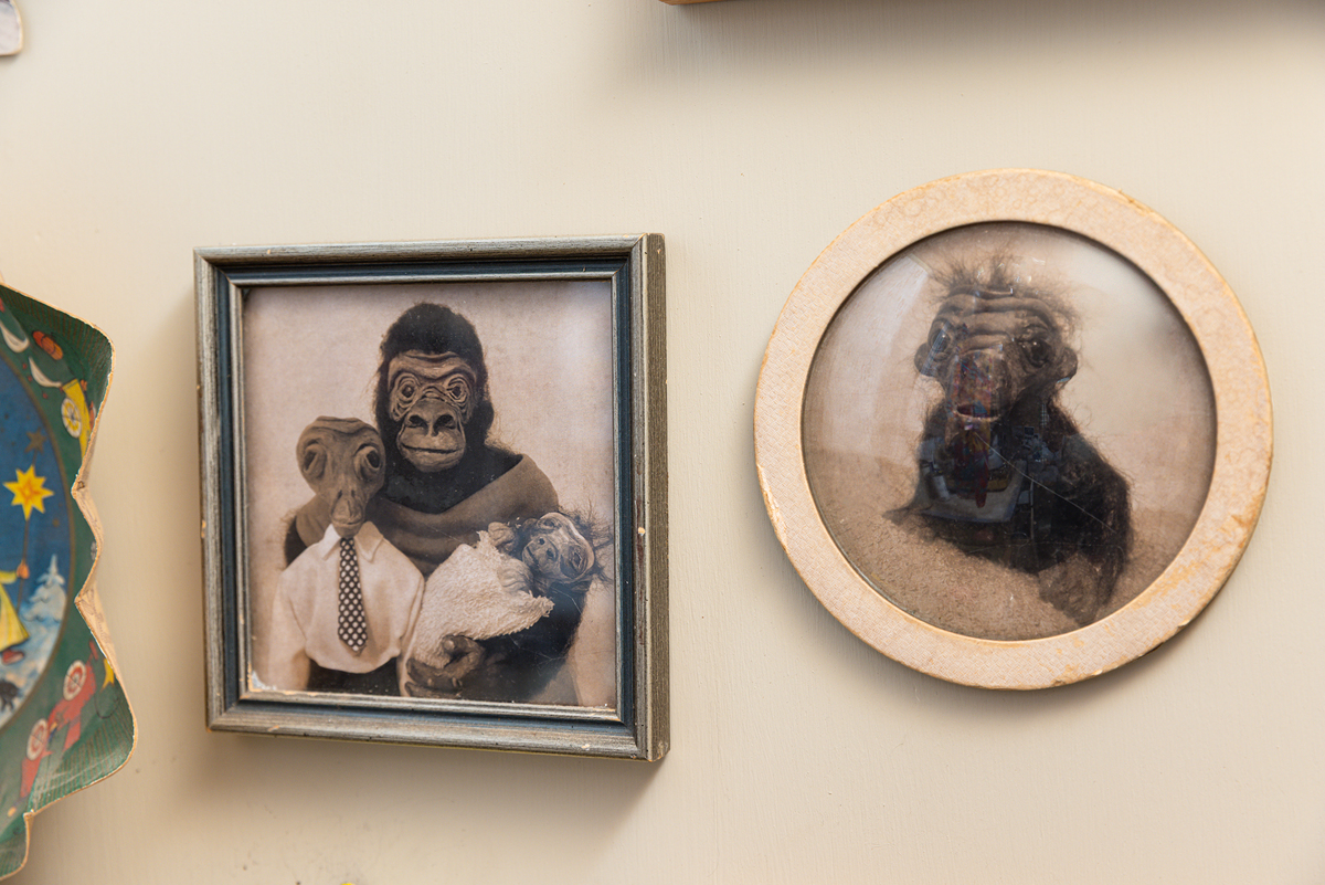 Framed family photographs of gorillas