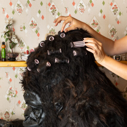 Gorilla with curlers on its head.